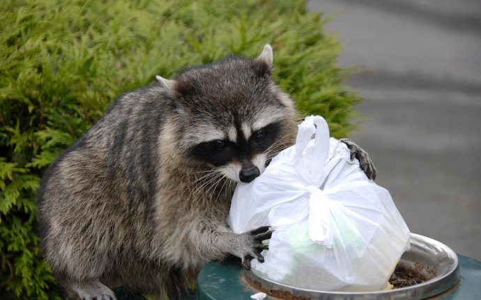 Keep Animals Out of the Trash | Residential Trash Monroe CT