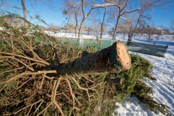 Christmas tree drop off